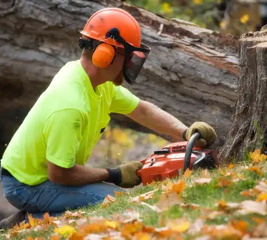 tree services Elk Rapids